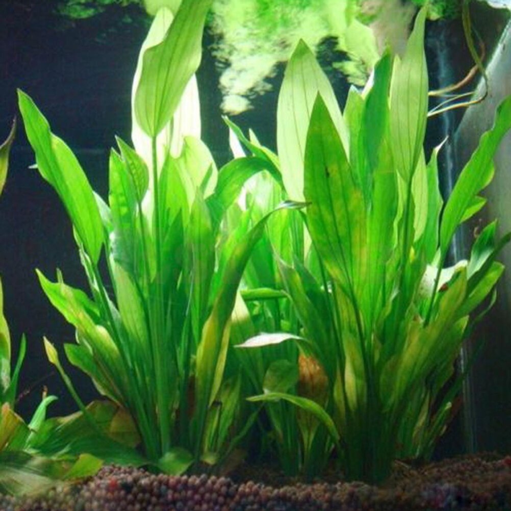 15 ซม.ประดิษฐ์ Aquarium Decor  - Dry Herb Vaping Accessories บทวิจารณ์และราคา